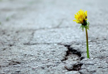 Hayatın zaferi. Asfalt kırığında karahindiba. Seçici odaklanma. Boşluğu kopyala