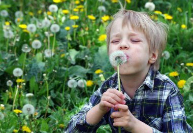 Çocuk karahindiba üflüyor. Çayırda elinde karahindiba olan bir çocuk. Boşluğu kopyala
