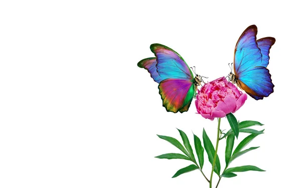 Kleurrijke Tropische Morpho Vlinders Een Roze Pioenroos Geïsoleerd Wit Kopieerruimte — Stockfoto
