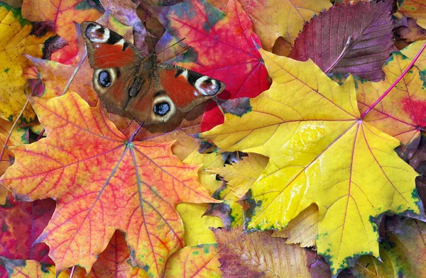 Papillon Paon Coloré Sur Les Feuilles Érable Automne Tombées Fond — Photo