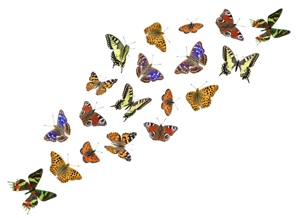 Sada Pestrobarevných Motýlů Izolovaných Bílém Létající Motýli Pro Design — Stock fotografie