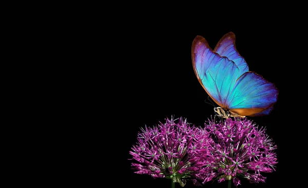 真っ青な熱帯雨林のモフ蝶が黒い花に孤立しています コピースペース 花の上の蝶 — ストック写真