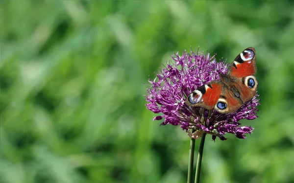 Parlak renkli tavus kuşu kelebeği, güneşli bir çayırda mor bir çiçeğin üzerinde. Boşluğu kopyala