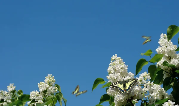Blühende Kastanien Gegen Den Blauen Himmel Leerzeichen Kopieren — Stockfoto