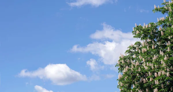 Blühende Kastanien Gegen Den Blauen Himmel Leerzeichen Kopieren — Stockfoto