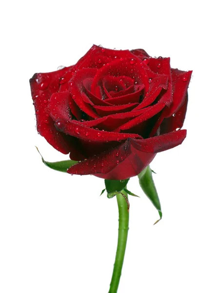 Hermosa Rosa Roja Gotas Agua Aisladas Blanco — Foto de Stock