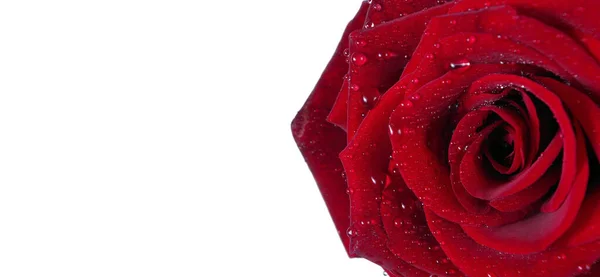 美しい赤いバラは白で隔絶された水の滴で — ストック写真
