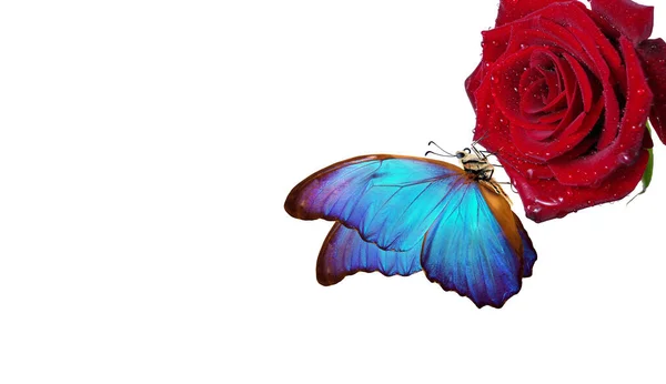 Яскраво Синій Тропічний Морфо Метелик Червоній Троянді Краплі Води Ізольовані — стокове фото