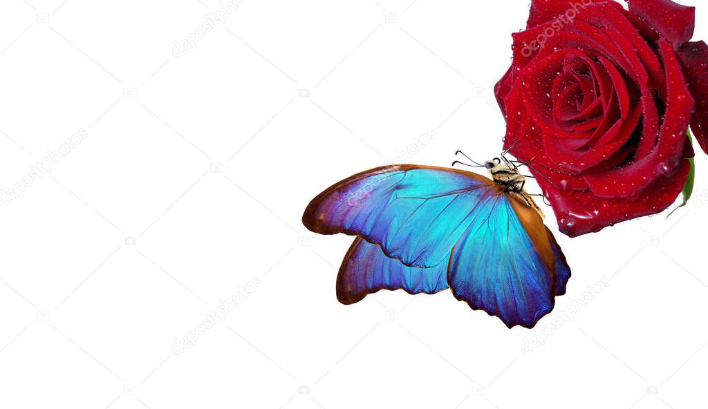 bright blue tropical morpho butterfly on red rose in water drops isolated on white. butterfly on a flower. greeting card