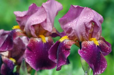 Bahçede çiçek açan irisler. mor zambak çiçeği.