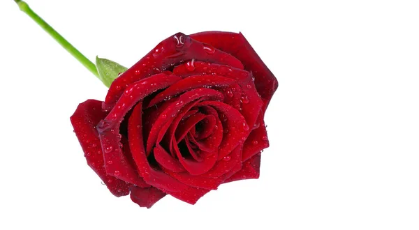 Hermosa Rosa Roja Gotas Agua Aisladas Blanco Espacio Copia —  Fotos de Stock