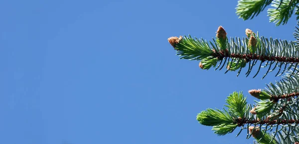 Junge Äste Einer Fichte Blühende Fichten Gegen Den Blauen Himmel — Stockfoto