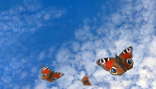 Mariposas Pavo Real Colores Brillantes Volando Cielo Azul Con Nubes —  Fotos de Stock