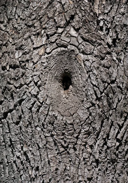 Trädstam Med Ihålig Träd Bark Textur Bakgrund Kastanjebark Nära Håll — Stockfoto