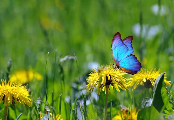 Leuchtend Blauer Schmetterling Auf Löwenzahnblüten Sonnige Wiese Sommerkonzept Schmetterling Auf — Stockfoto