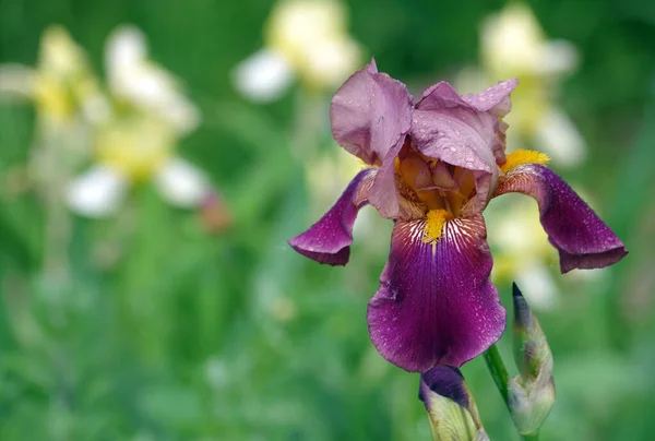 Iris Fleurissant Dans Jardin Iris Violet Fleur Close — Photo