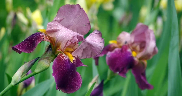 Iris Fleurissant Dans Jardin Iris Violet Fleur Close — Photo