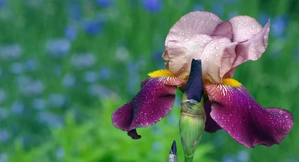 Iris Fleurissant Dans Jardin Iris Violet Fleur Close — Photo