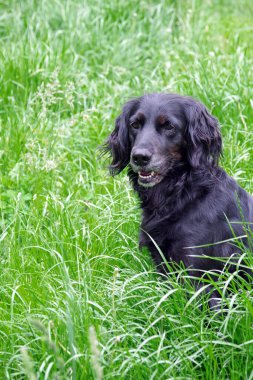 Gordon Setter. Otların arasında bir av köpeği..