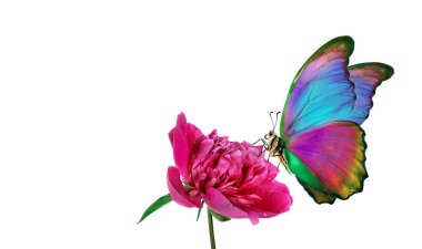 Pembe şakayık çiçekli beyaz bir kelebek üzerinde parlak renkli bir morpho kelebeği. Çiçeklerdeki kelebek. Boşluğu kopyala