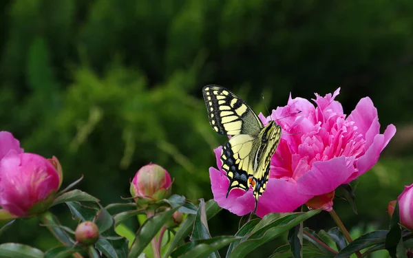 花瓣在花园里盛开 粉色牡丹花上明亮多彩的燕尾蝶 — 图库照片