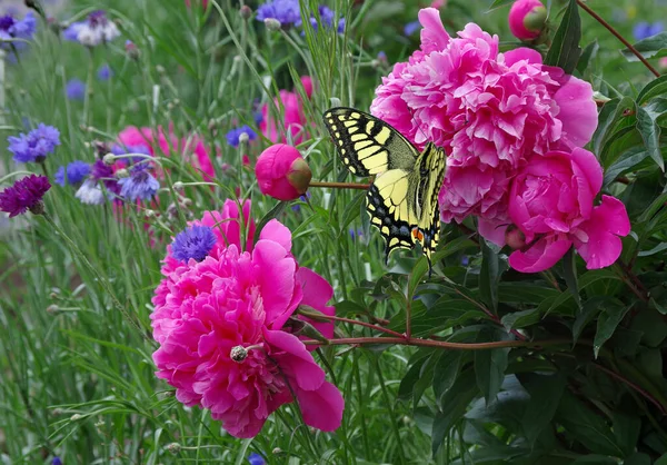 Pfingstrosen Blühen Garten Heller Bunter Schwalbenschwanz Schmetterling Auf Einer Rosafarbenen — Stockfoto