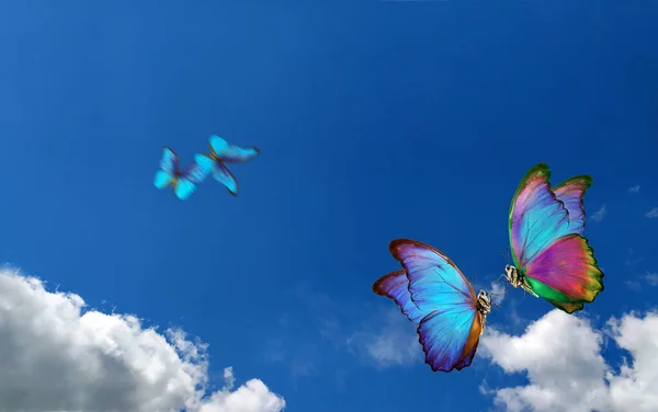 Яскраві Метелики Літають Блакитному Небі Хмарами Літаючі Метелики Барвисті Морфо — стокове фото