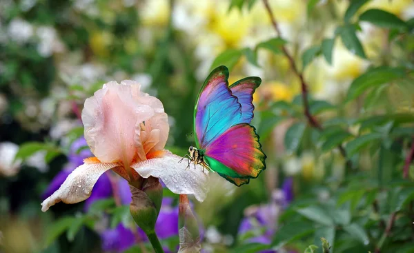 Borboleta Mofo Colorido Flor Íris Creme Jardim — Fotografia de Stock