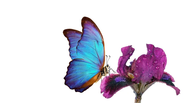 Mariposa Morfo Azul Brillante Sobre Una Flor Iris Púrpura Gotas — Foto de Stock
