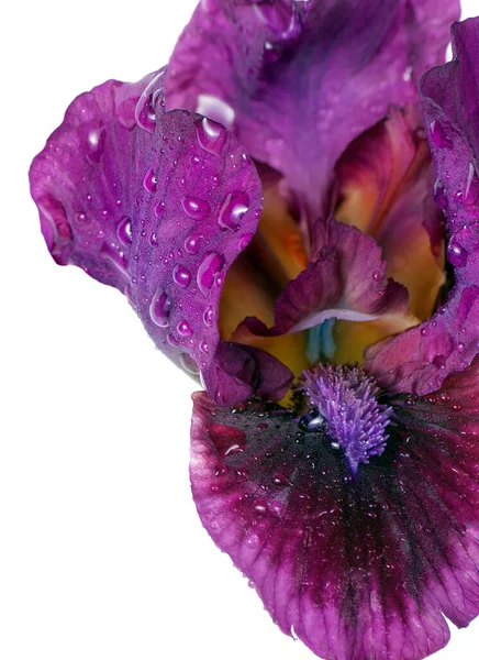 Bunte Lila Iris Wassertropfen Isoliert Auf Weiß Nahaufnahme — Stockfoto