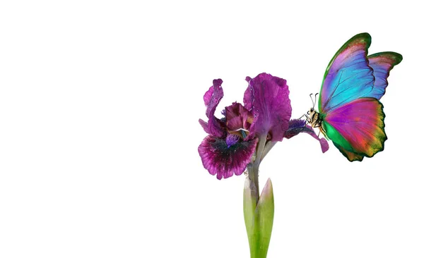 Φωτεινό Πολύχρωμο Πεταλούδα Morpho Ένα Μωβ Λουλούδι Ίριδας Που Απομονώνονται — Φωτογραφία Αρχείου