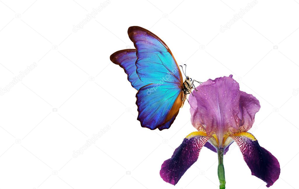 bright blue morpho butterfly on a purple iris flower isolated on white. copy space