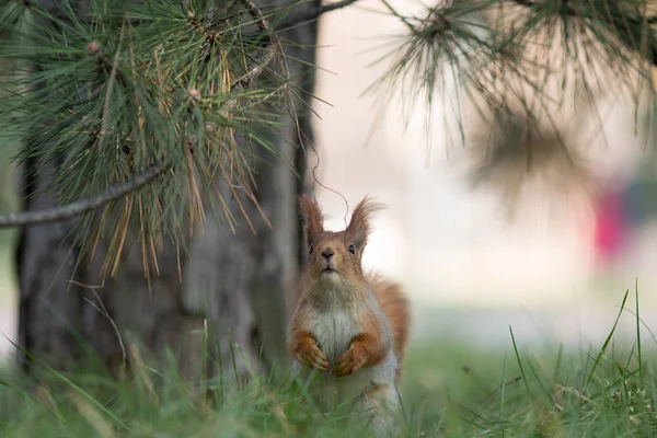 Sevimli sincap koltuk Park, forrest güneşli gün, çimenlerin üzerinde