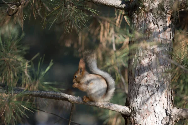 Sevimli sincap koltuk Park, forrest güneşli gün, çimenlerin üzerinde