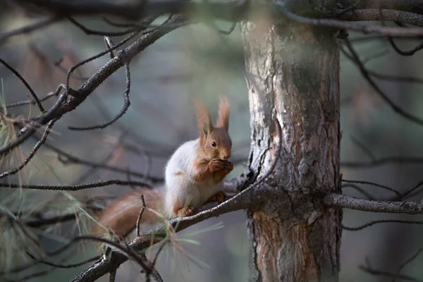 Sevimli sincap koltuk Park, forrest güneşli gün, çimenlerin üzerinde