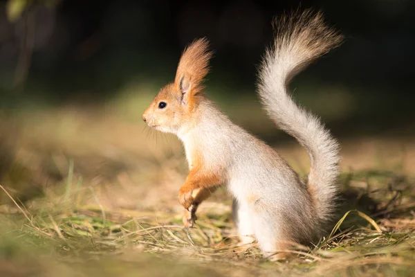 Sevimli sincap koltuk Park, forrest güneşli gün, çimenlerin üzerinde