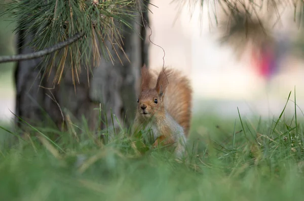 Siège d'écureuil mignon sur l'herbe au parc, forêt au soleil — Photo