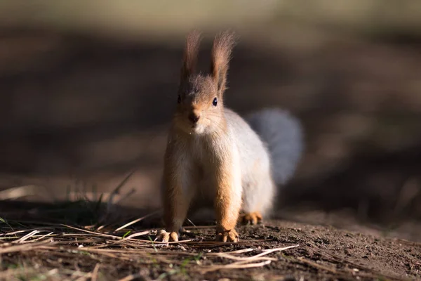 Siège d'écureuil mignon sur l'herbe au parc, forêt au soleil — Photo