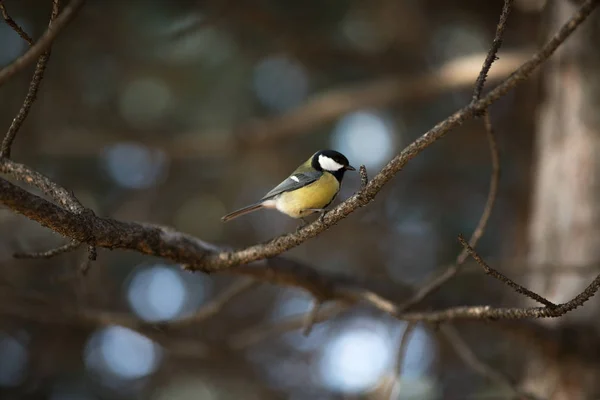 güneşli Bahar, yaz günü baştankara oturup dalı