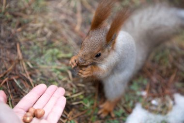 Sevimli sincap forrest içinde park çimenlerin üzerinde oturur ve fındık yiyor 