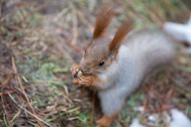 Sevimli sincap forrest içinde park çimenlerin üzerinde oturur ve fındık yiyor 