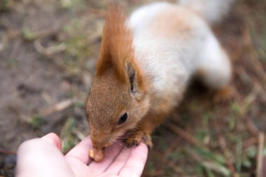 Sevimli sincap forrest içinde park çimenlerin üzerinde oturur ve fındık yiyor 