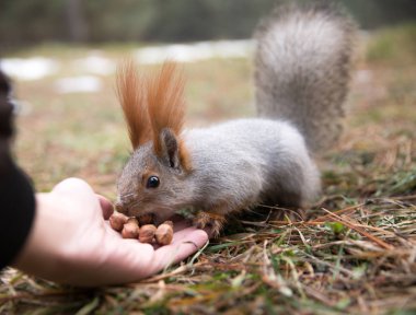 Sevimli sincap forrest içinde park çimenlerin üzerinde oturur ve fındık yiyor 