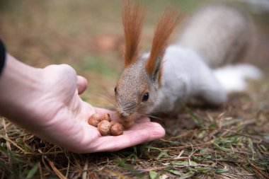 Sevimli sincap forrest içinde park çimenlerin üzerinde oturur ve fındık yiyor 