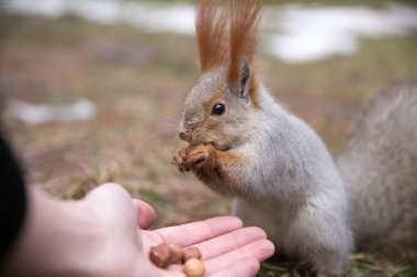 Sevimli sincap forrest içinde park çimenlerin üzerinde oturur ve fındık yiyor 
