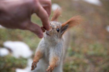 Sevimli sincap forrest içinde park çimenlerin üzerinde oturur ve fındık yiyor 