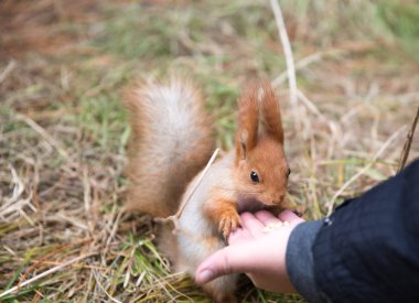 Sevimli sincap forrest içinde park çimenlerin üzerinde oturur ve fındık yiyor 