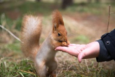 Sevimli sincap forrest içinde park çimenlerin üzerinde oturur ve fındık yiyor 