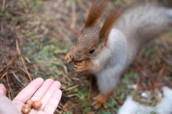 Sevimli sincap forrest içinde park çimenlerin üzerinde oturur ve fındık yiyor 