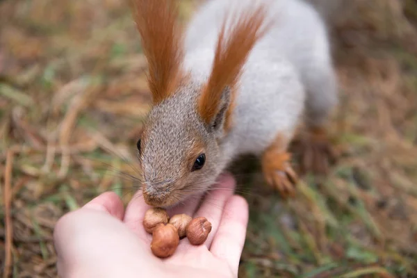 Cute squirrel in forrest, park sits on grass and eats nuts from — Stock Photo, Image